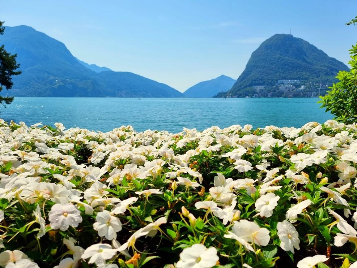 Het meer van Lugano en witte bloemen uit wat te doen in Lugano.