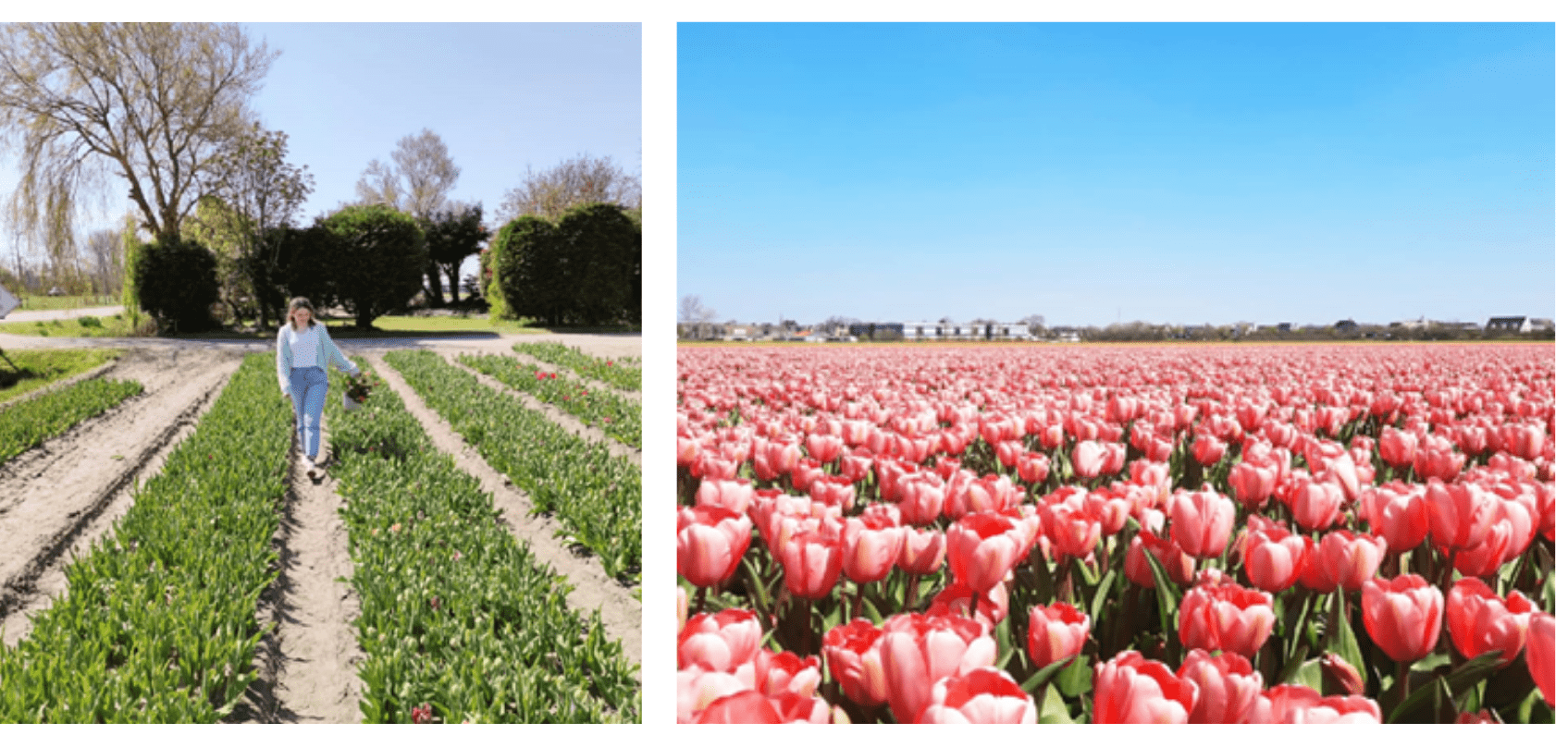 Meisje in een bloemenveld in Nederland roze tulpen uit post wat te doen in Leiden.