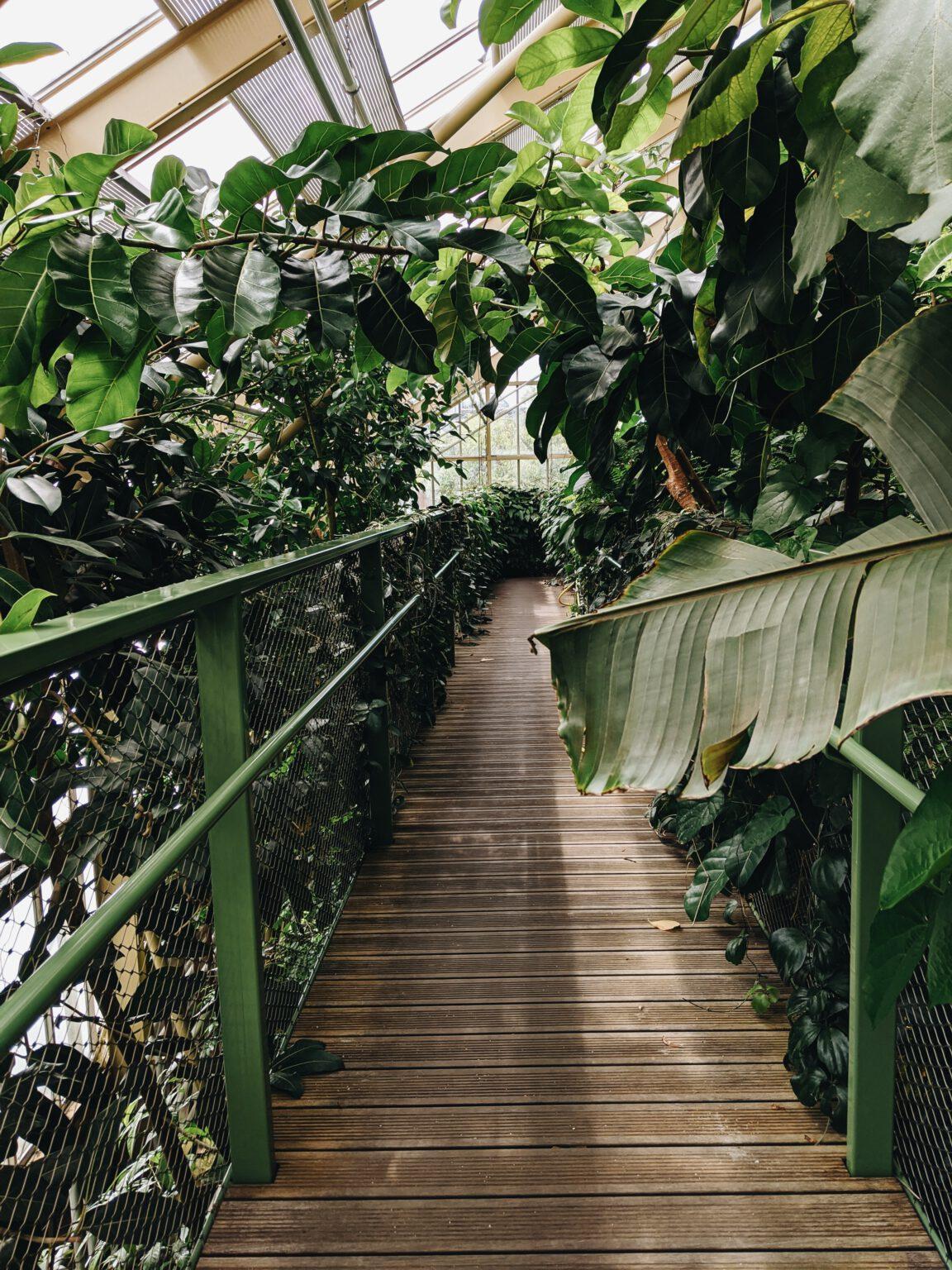 Groene vegetatie met een brug er tussen in Hortus Botanicus.